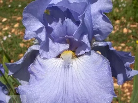 Iris (G) 'Babbeling Brook'