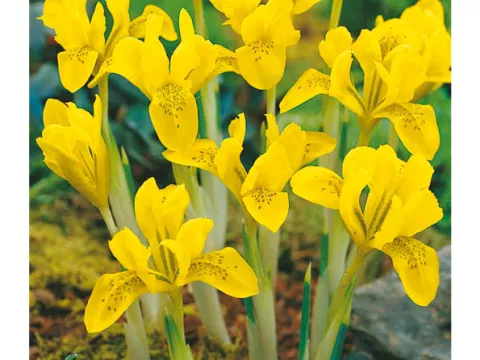 Iris bot. 'Danfordiae'