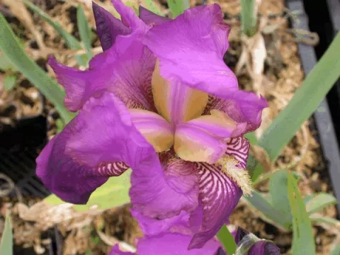Iris (G) 'Imperator'