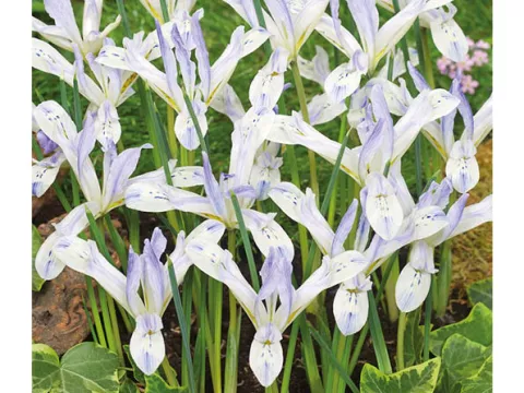 Iris bot. 'Painted Lady'