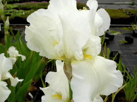 Iris (G) 'White Knight'