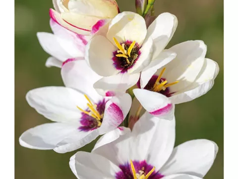 Ixia 'Giant'