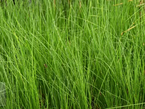 Juncus effusus