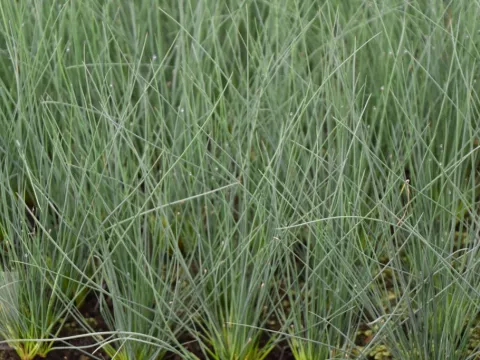 Juncus inflexus (glaucus)