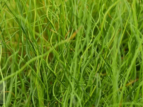 Juncus effusus 'Spiralis'