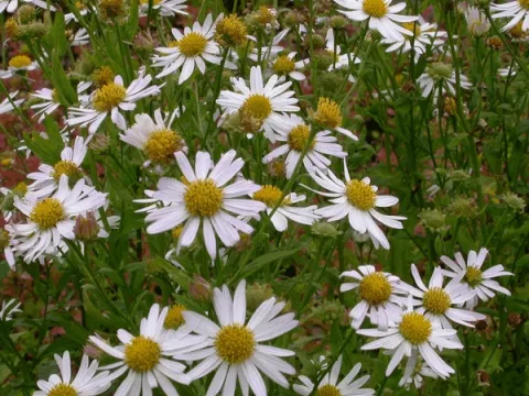 Kalimeris incisa 'Alba'