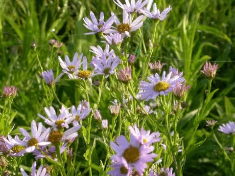 Kalimeris incisa 'Charlotte'