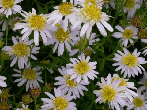 Kalimeris pinnatifida var. hortensis