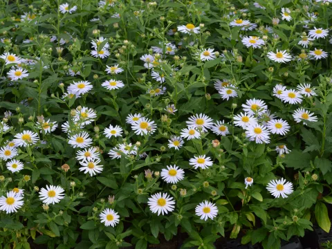 Kalimeris incisa 'Madiva'