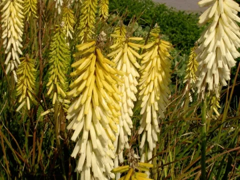 Kniphofia 'Little Maid'