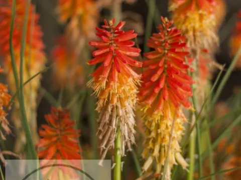 Kniphofia 'Papaya Popsicle'