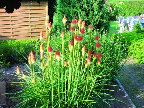Kniphofia 'Royal Castle'