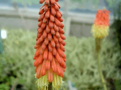 Kniphofia 'Royal Standard'