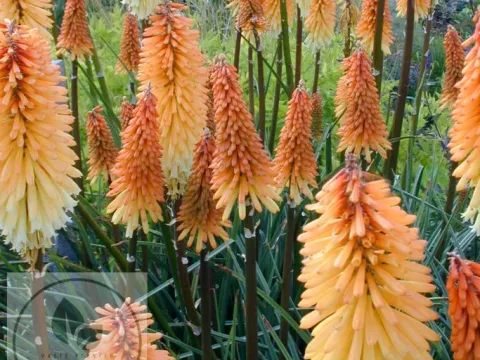 Kniphofia 'Tawny King'