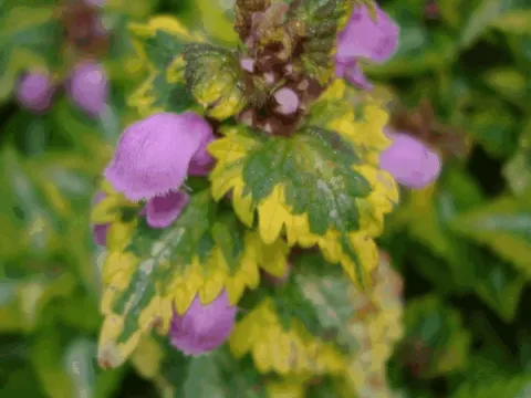 Lamium mac. 'Anna Greenaway'