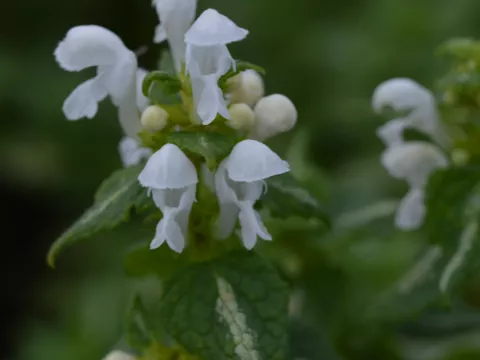 Lamium mac. 'Album'