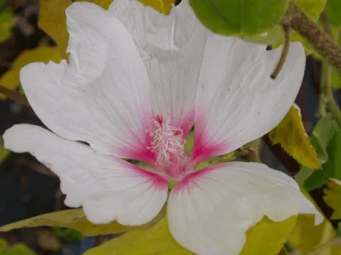 Lavatera 'Blushing Bride'