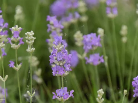 Lavandula ang. 'Blue Cushion'