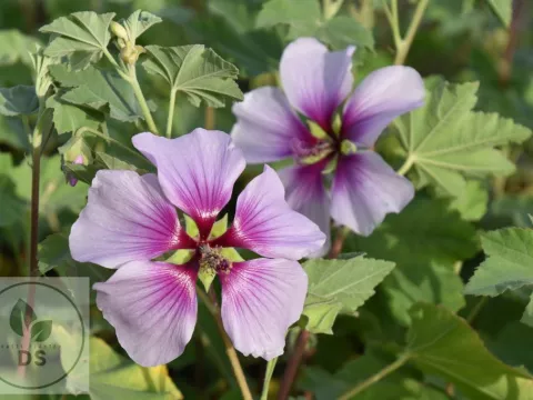 Lavatera maritima 'Bicolor'