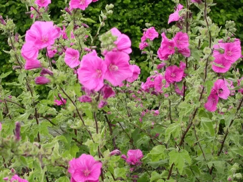 Lavatera 'Bredon Springs'