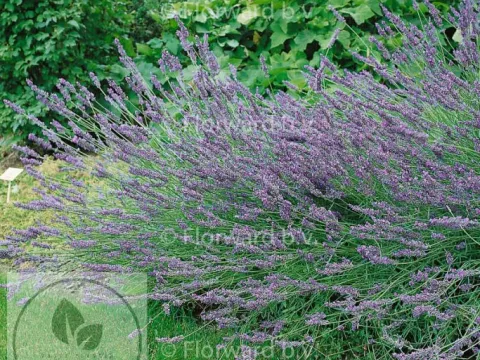 Lavandula interm. 'Grosso'