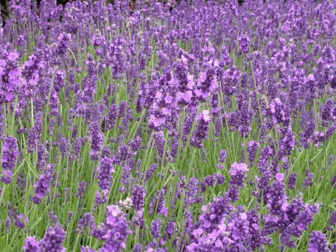Lavandula ang. 'Hidcote'
