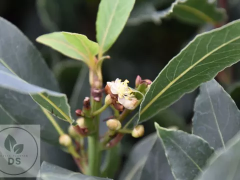 Laurus nobilis (laurier) P10,5