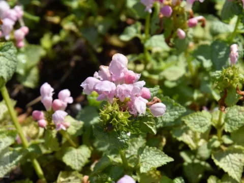 Lamium mac. 'Pink Pewter'