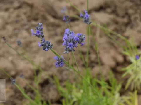 Lavandula interm. 'Provence'