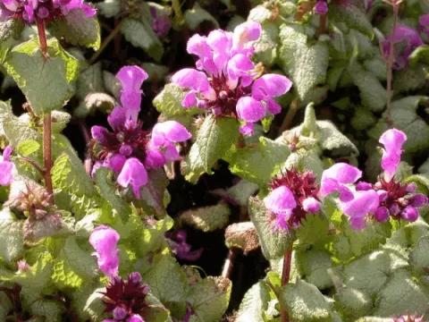 Lamium mac. 'Red Nancy'