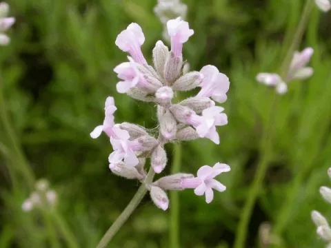 Lavandula ang. 'Rosea'