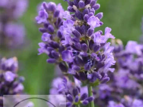 Lavandula ang. 'Super Blue'
