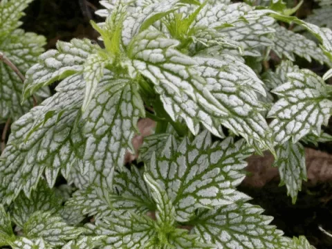 Lamiastrum gal. 'Silberteppich'