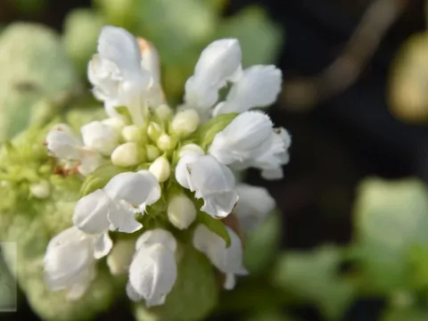 Lamium mac. 'White Nancy'