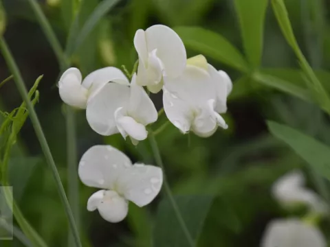Lathyrus lat. 'White Pearl'