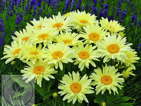 Leucanthemum (M) 'Banana Cream'
