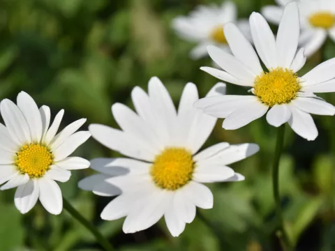 Leucanthemum (M) 'Becky'