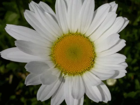 Leucanthemum vulgare 'Maikonigin'