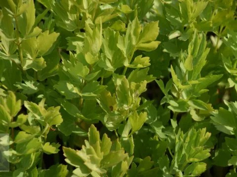 Levisticum officinale (lavas)