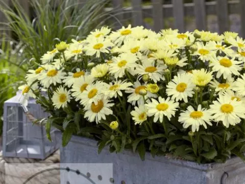 Leucanthemum (M) 'Ooh La Lacrème'