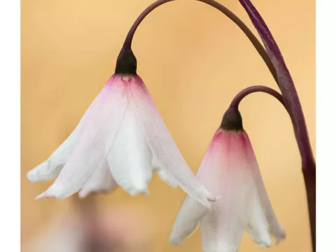 Leucojum (Acis) autumn. var; oporanthum