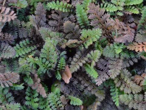 Leptinella potentillina