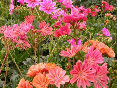 Lewisia 'Regenbogen'