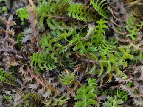 Leptinella squalida