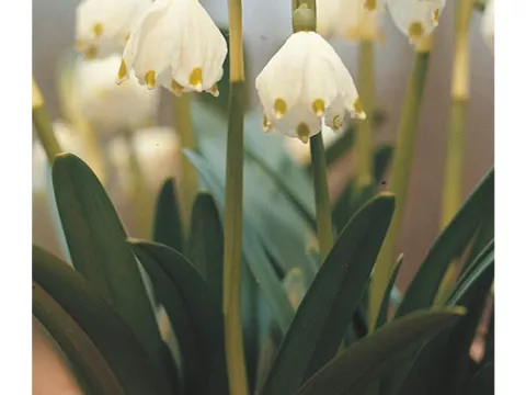 Leucojum vernum