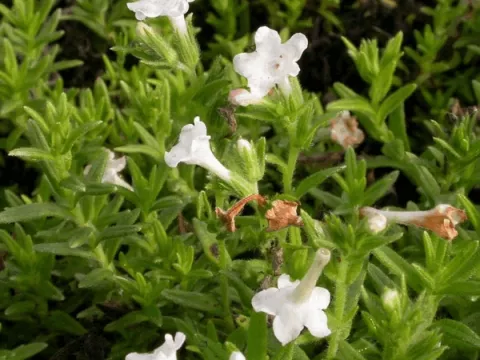 Lithodora diffusa 'Alba'