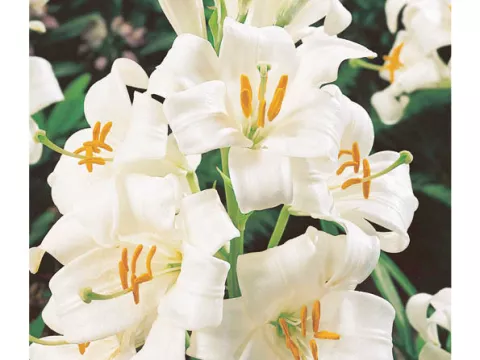 Lilium candidum