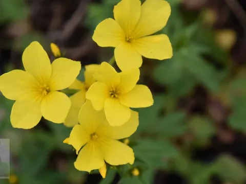 Linum flavum 'Compactum'