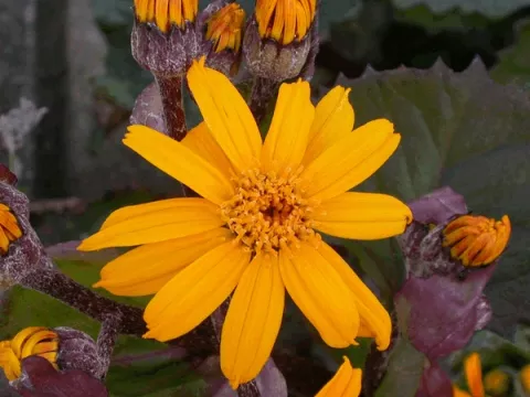 Ligularia dentata 'Desdemona'