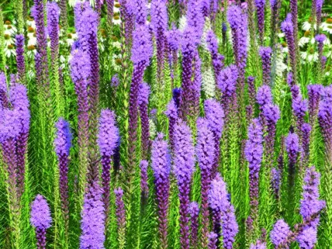 Liatris spic. 'Floristan Violet'